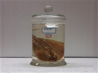 藏品(黃扁魟)的圖片